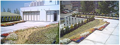 会社屋上-ガーデン二賀地緑化事例
